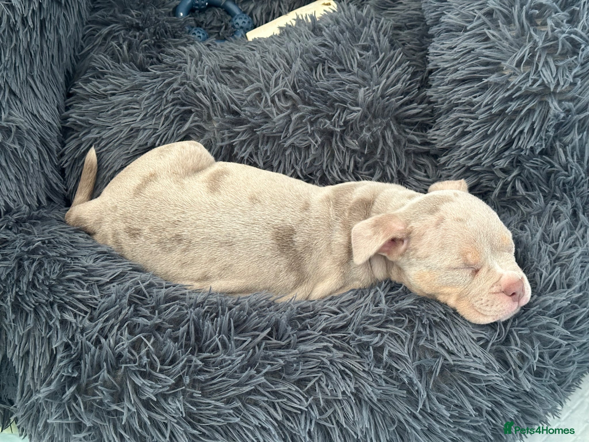 American Bully dogs Last Female ABKC registered Pocket Bully  - Advert 2