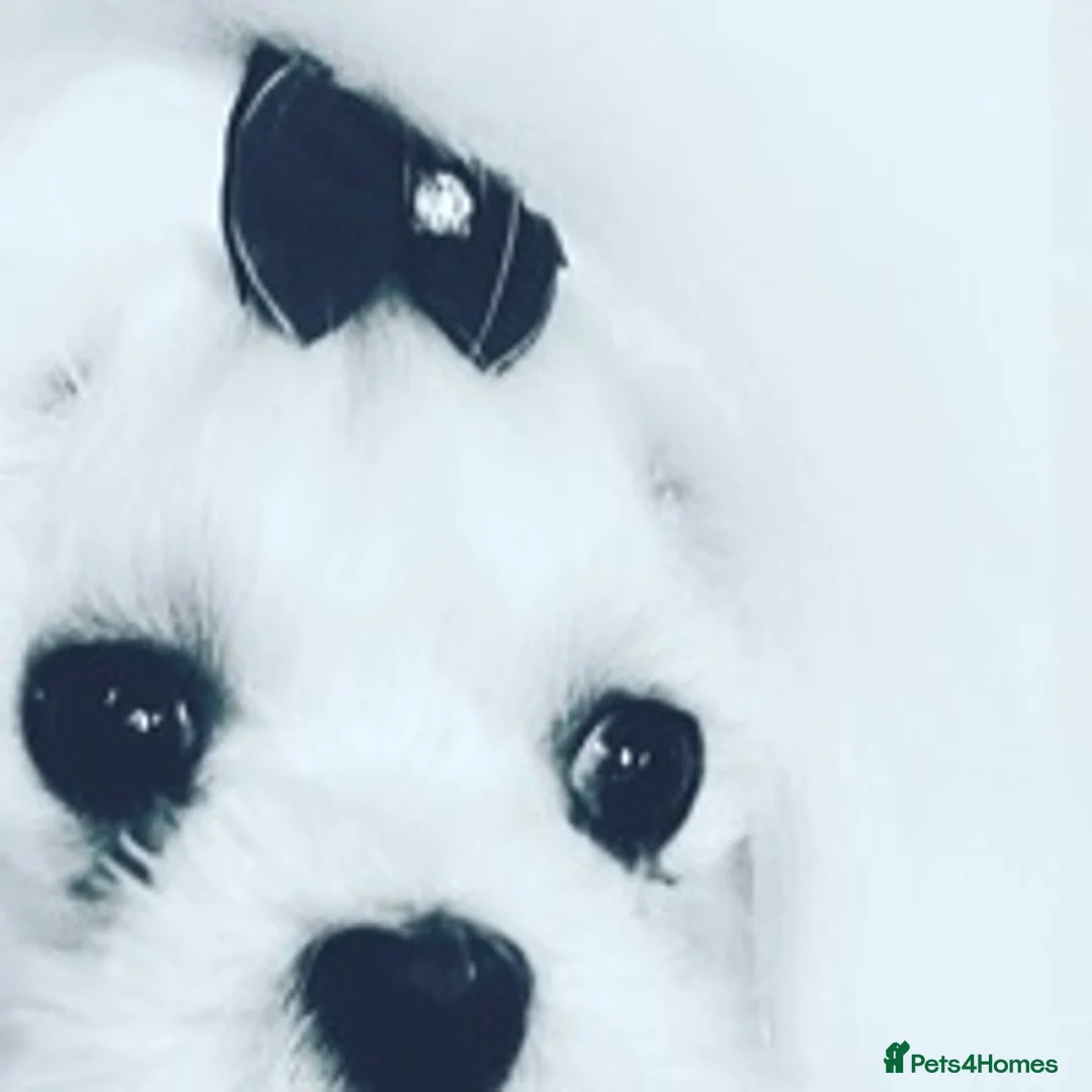 Maltese dogs for stud: STUNNING 💎DIAMOND💎 OPEN AT STUD HEALTH TESTED in Grays - Advert 13