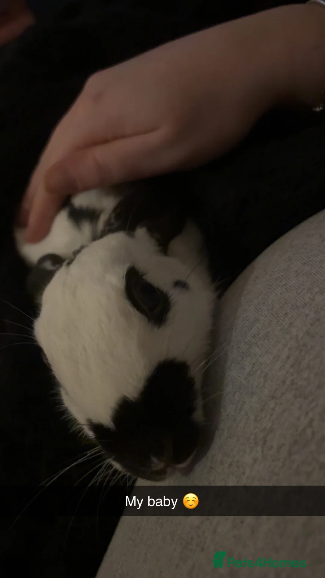 English rabbits for sale: Two lovely brothers  - Advert 7