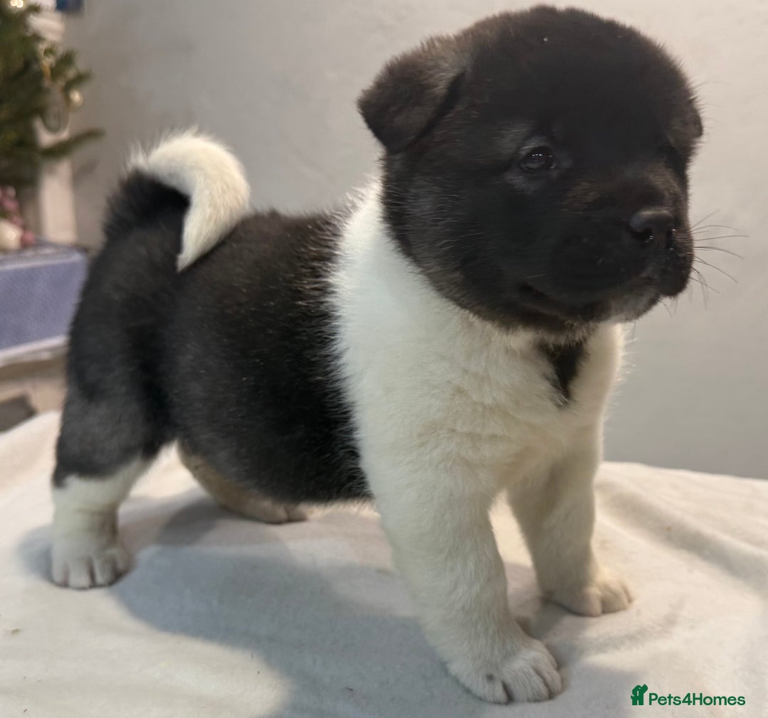 Akita dogs for sale: AMERICAN AKITA LOOKING FOR HOME - Advert 24