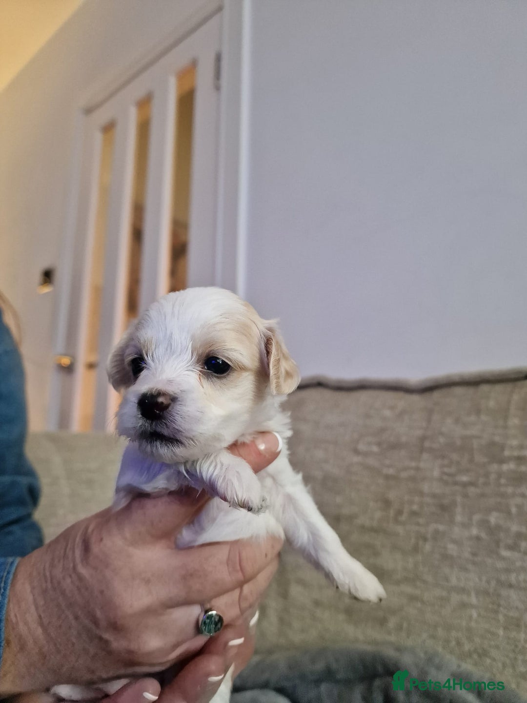 Maltipoo dogs for sale: Minnies maltipoos  - Image 6