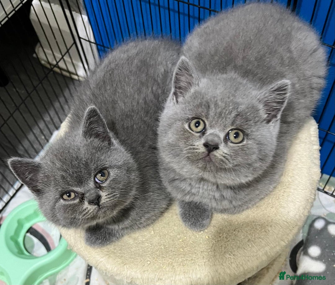 British Shorthair cats for sale: Three blue Britishshorthair kittens (boys)for sale - Advert 5