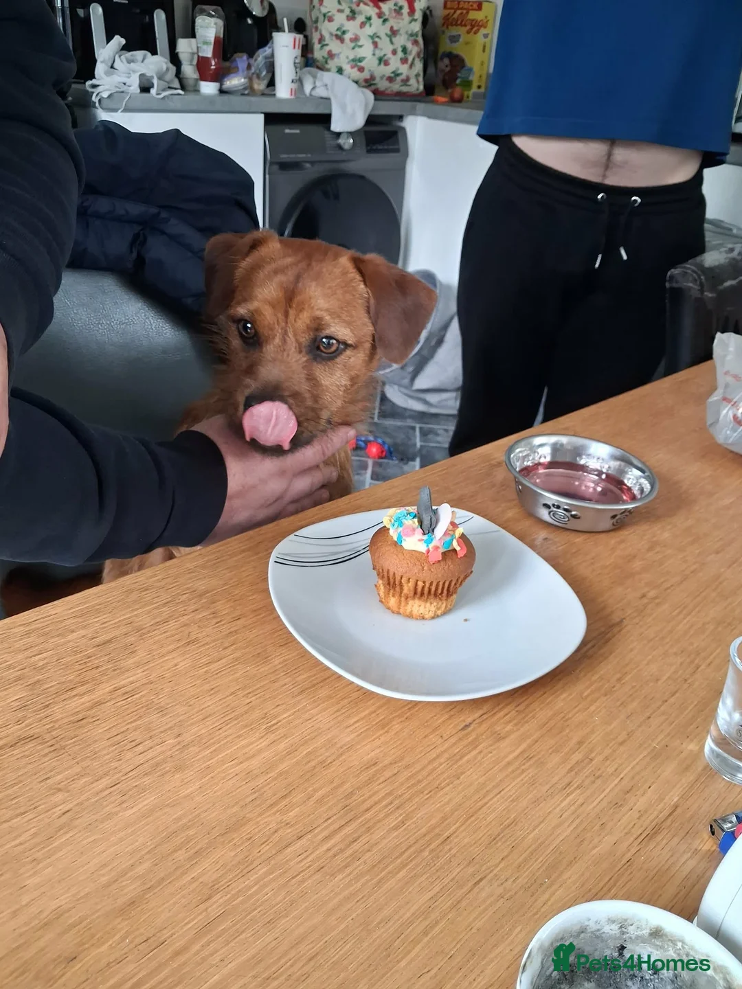 Mixed Breed dogs for sale: Patterdale x Lakeland terrier - Advert 2