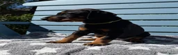 Dobermann dogs for sale: Fully health tested, champion lines - Advert 4