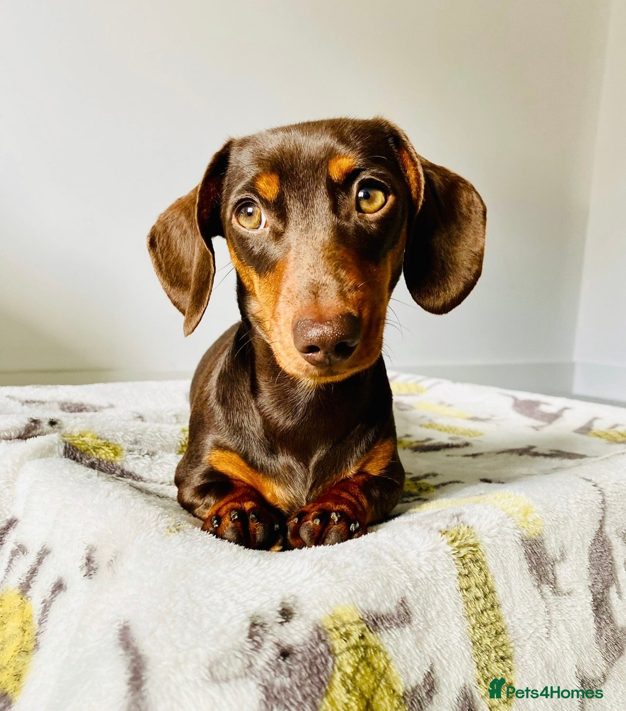 Miniature Dachshund dogs Trainer Raised Mini Dachshund Puppies - Advert 2