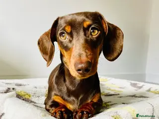 Miniature Dachshund dogs Trainer Raised Mini Dachshund Puppies - Advert 2