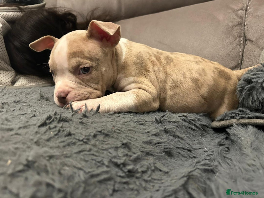 American Bully dogs for sale: 🐾 ABKC Registered Micro/Pocket Bully Puppies! 🐾 - Advert 18