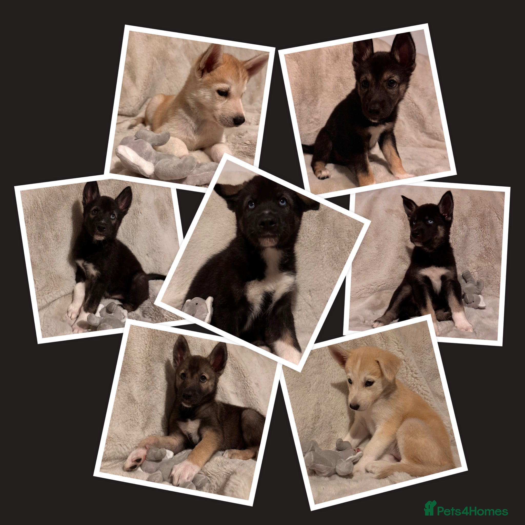 Shepsky dogs Outstanding Family-Raised Puppies - Advert 10