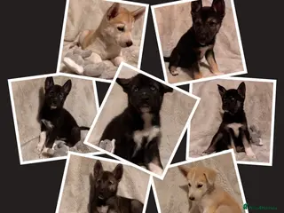 Shepsky dogs Outstanding Family-Raised Puppies - Advert 10
