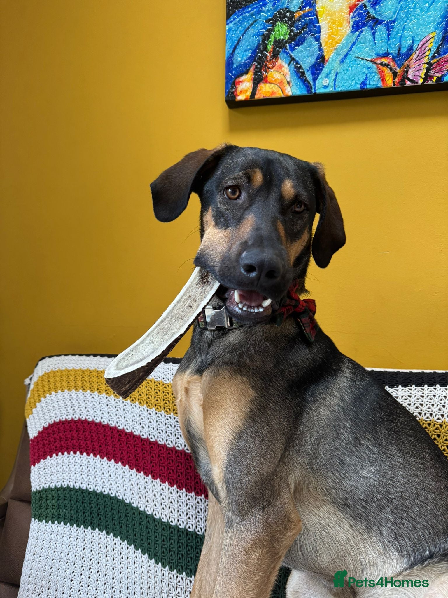 Mixed Breed dogs ADONIS — A Gentle, Loving 1 Year Old Hound Mix - Advert 1