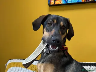 Mixed Breed dogs ADONIS — A Gentle, Loving 1 Year Old Hound Mix - Advert 1
