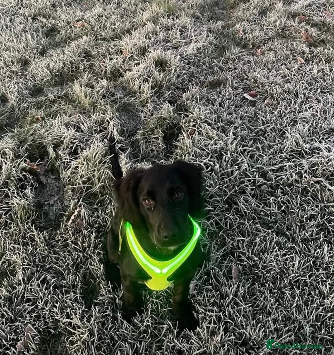 Mixed Breed dogs for sale: Beautiful bear for sale  - Advert 2