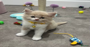 Ragdoll cats - Advert 7
