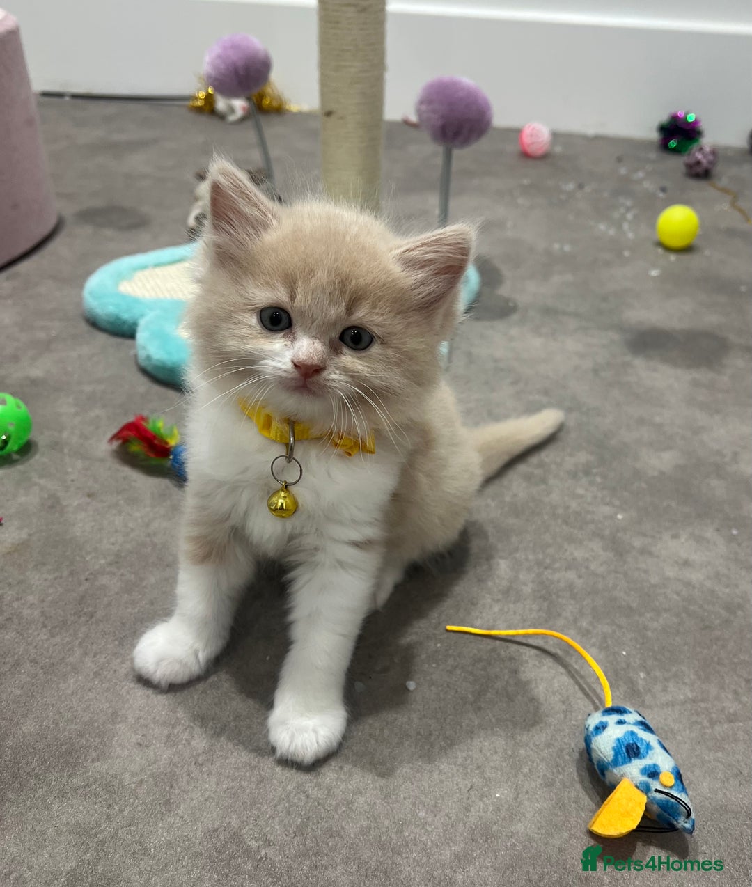 Ragdoll cats for sale: Persian x Ragdoll kittens - Image 3