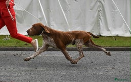 Bracco Italiano dogs for sale: 🌟 TOP BREEDER 2021,22,22,24,25🌟 - Image 7