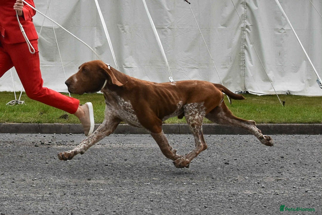 Bracco Italiano dogs for sale: 🌟 TOP BREEDER 2021,22,22,24,25🌟 - Image 7