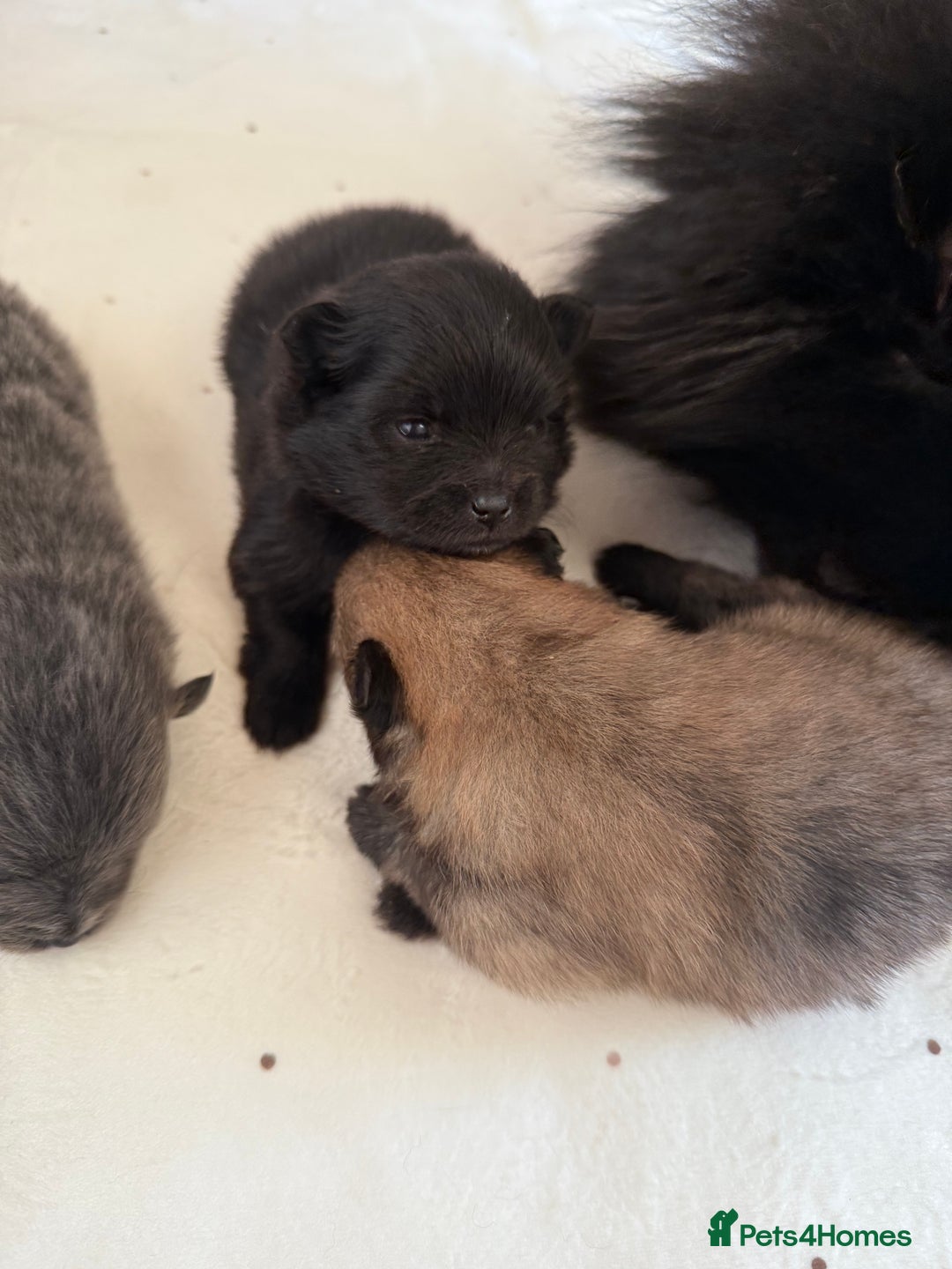 Pomeranian dogs for sale: Two Poms looking for forever home - Advert 17