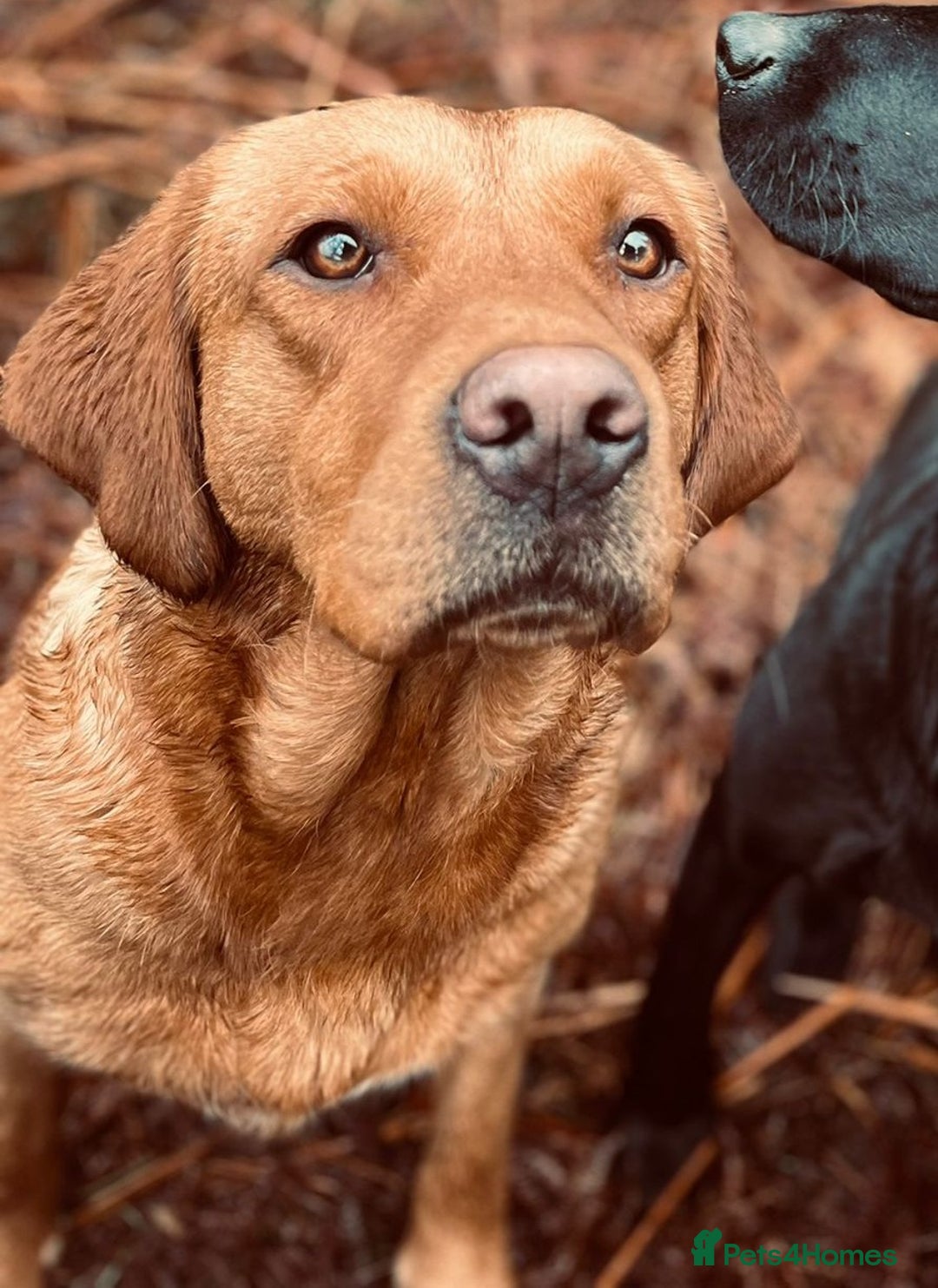 Labrador Retriever dogs for sale: Gorgeous KC reg Lab puppies, ready now! - Image 5