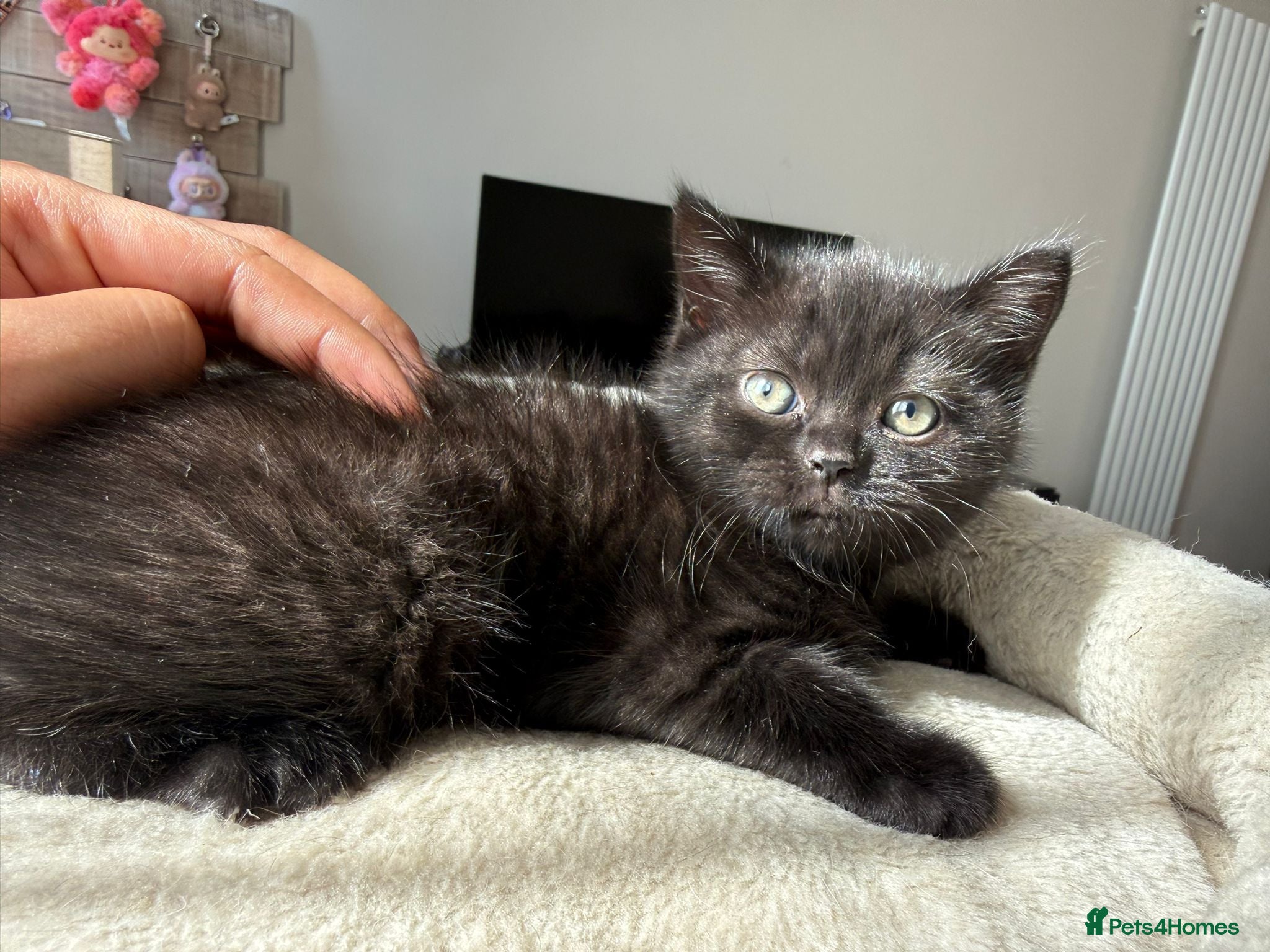 British Shorthair cats  Beautiful 5 British Shorthair Kittens  - Advert 4
