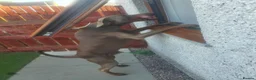 Dobermann dogs for stud: Proven KC Isabella Fawn Stud Champion Bloodlines - Advert 1
