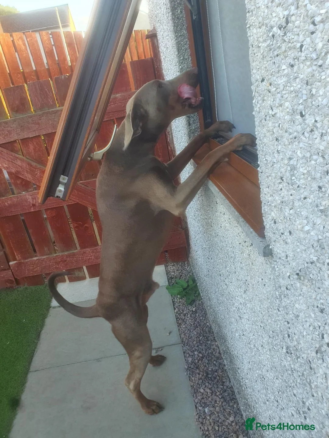 Dobermann dogs for stud: Proven KC Isabella Fawn Stud Champion Bloodlines - Advert 1