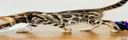 Bengal cats for sale: ⭐⭐⭐ Pedigree Bengal TICA registered Kittens ⭐⭐⭐ - Advert 17