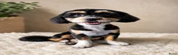 Shihpoo dogs for sale: Shipoo Puppies F1b's for sale  - Advert 6