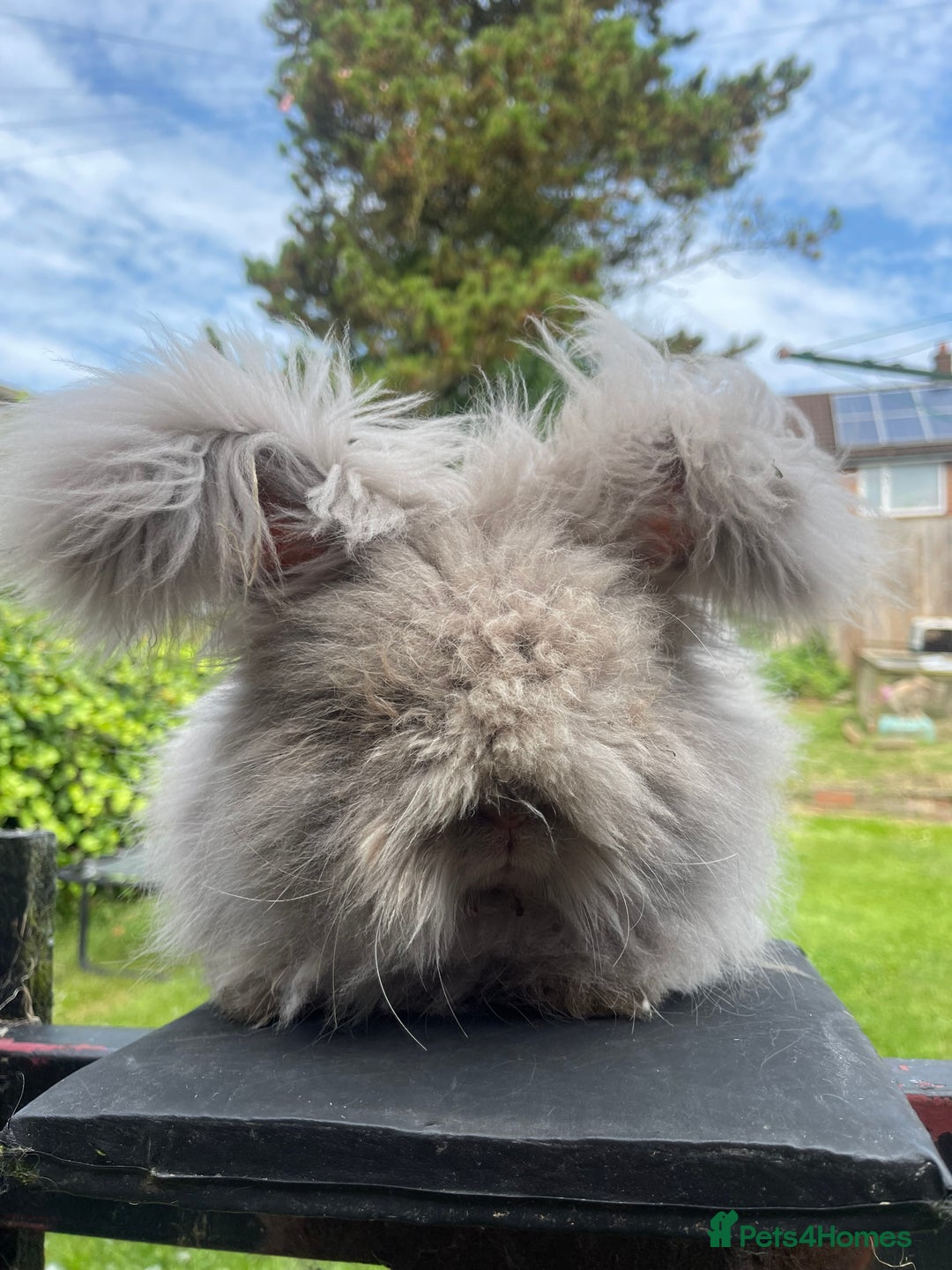 Angora rabbits for sale: French Imported Pedigree English Angoras in Wigan - Image 7