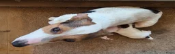 Jack Russell dogs for sale: Tri coloured Jack Russel puppies - Advert 2
