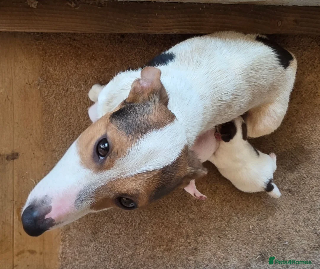 Jack Russell dogs for sale: Tri coloured Jack Russel puppies - Advert 2