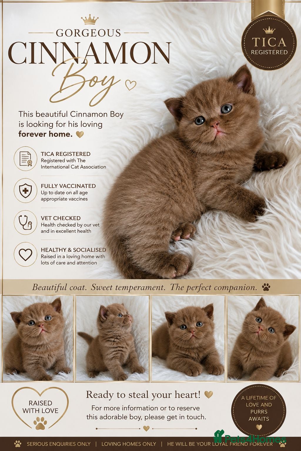 British Shorthair cats GCCF Champion line kittens - Advert 2