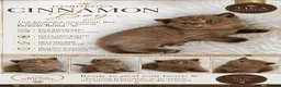 British Shorthair cats for sale: GCCF Champion line kittens - Advert 2