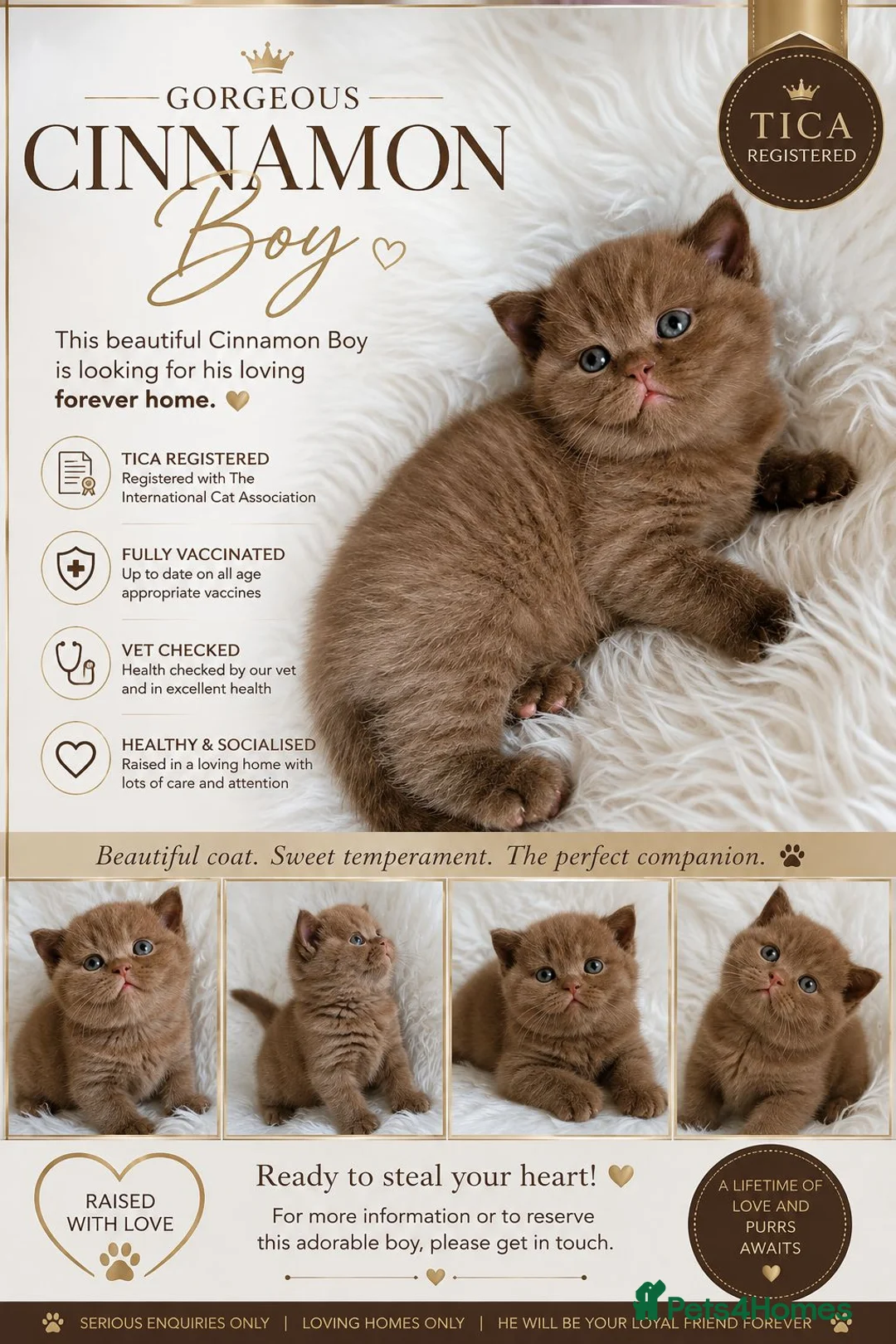 British Shorthair cats for sale: GCCF Champion line kittens - Advert 2