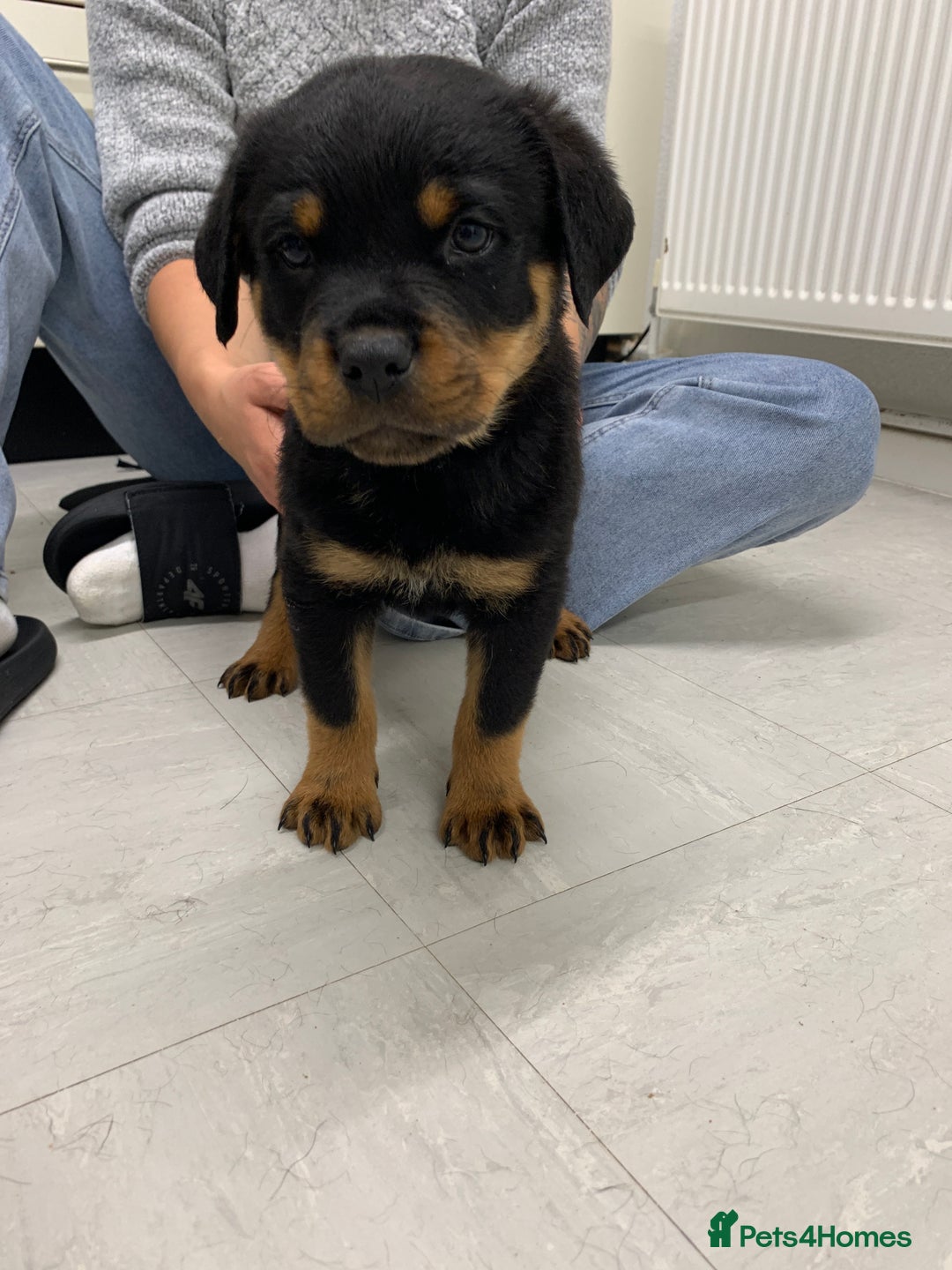 Rottweiler dogs for sale:  TWO LEFT ONLY *READY TO GO NOW* ROTTWEILER PUPS  - Advert 34