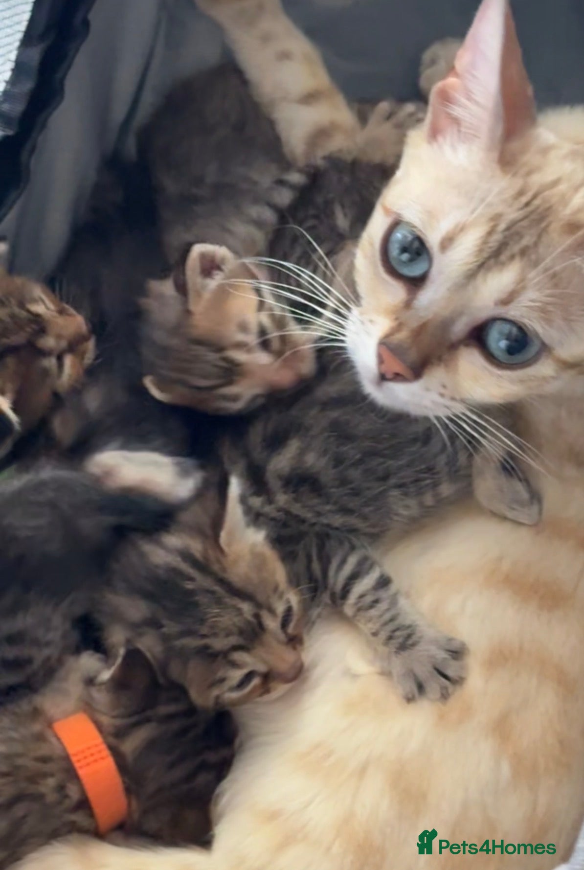 Bengal cats 🐾 Beautiful Bengal x Maine Coon Kittens 🐾 - Advert 1