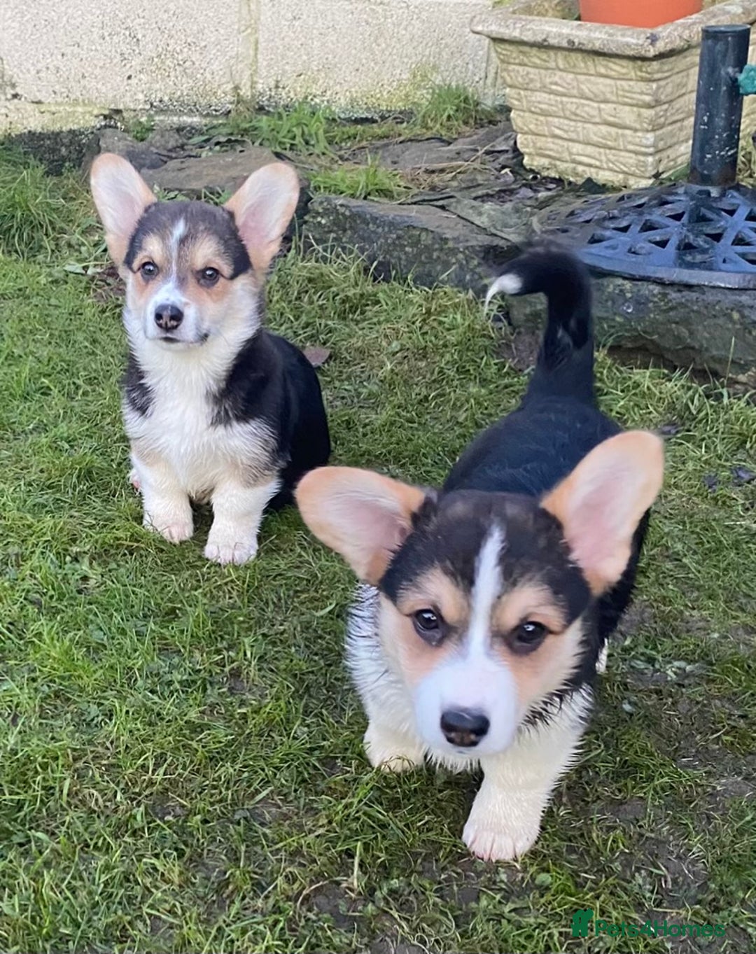 Welsh Corgi Pembroke dogs for sale: 7 Beauitful Corgi Puppies - Advert 13