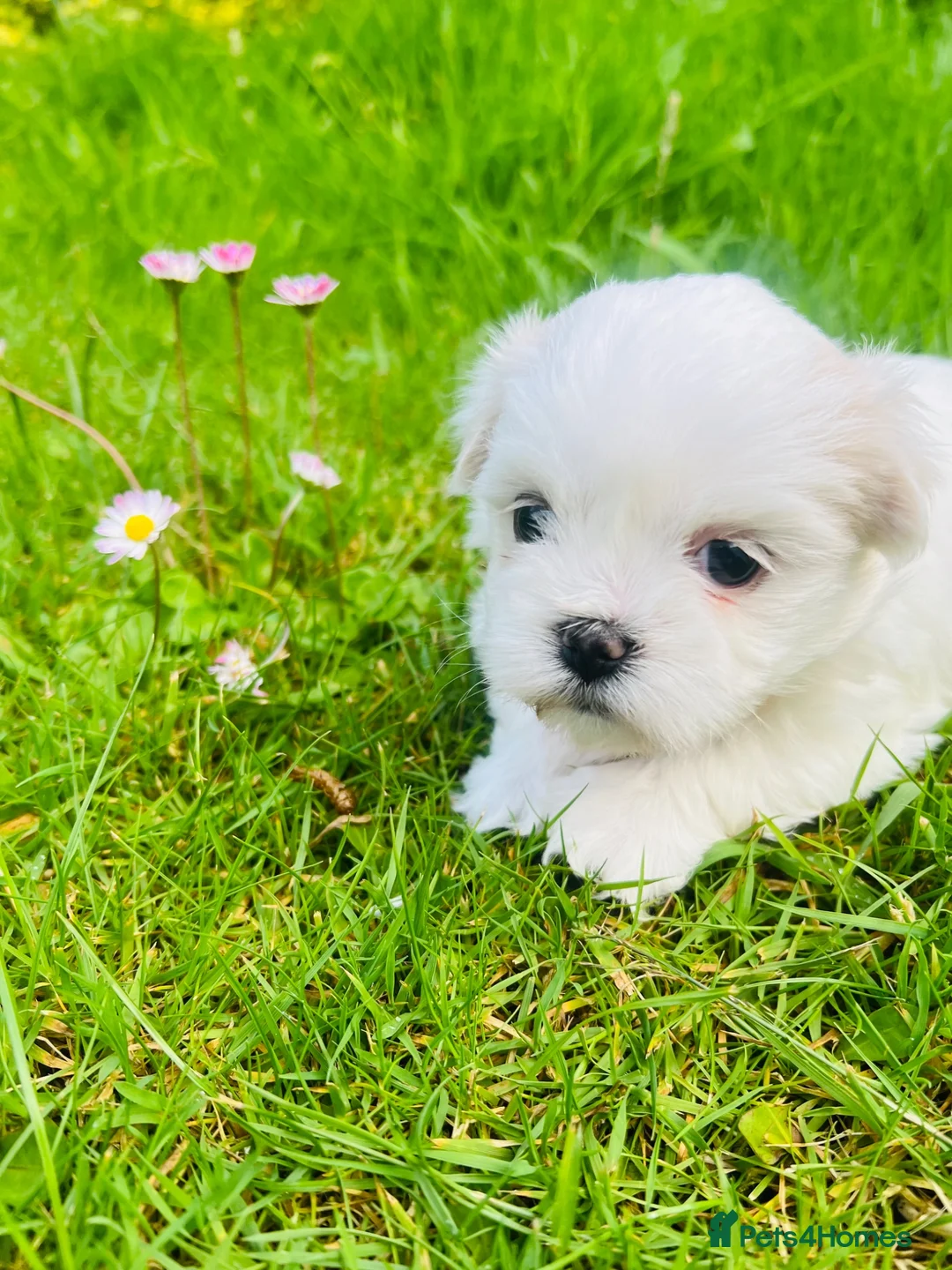 Malshi dogs for sale: Beautiful Malshi puppies - Advert 1