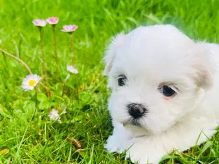 Malshi dogs Beautiful Malshi puppies - Advert 1