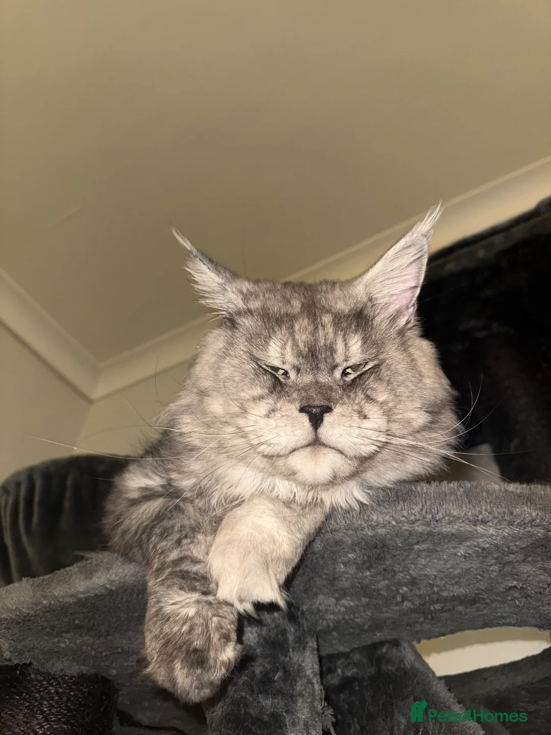 Maine Coon cats for stud: Amazing, very experienced, large boy💙 - Advert 2