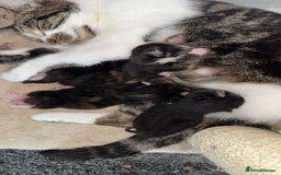 Mixed Breed cats for sale: Beautiful kittens for sale - Image 7