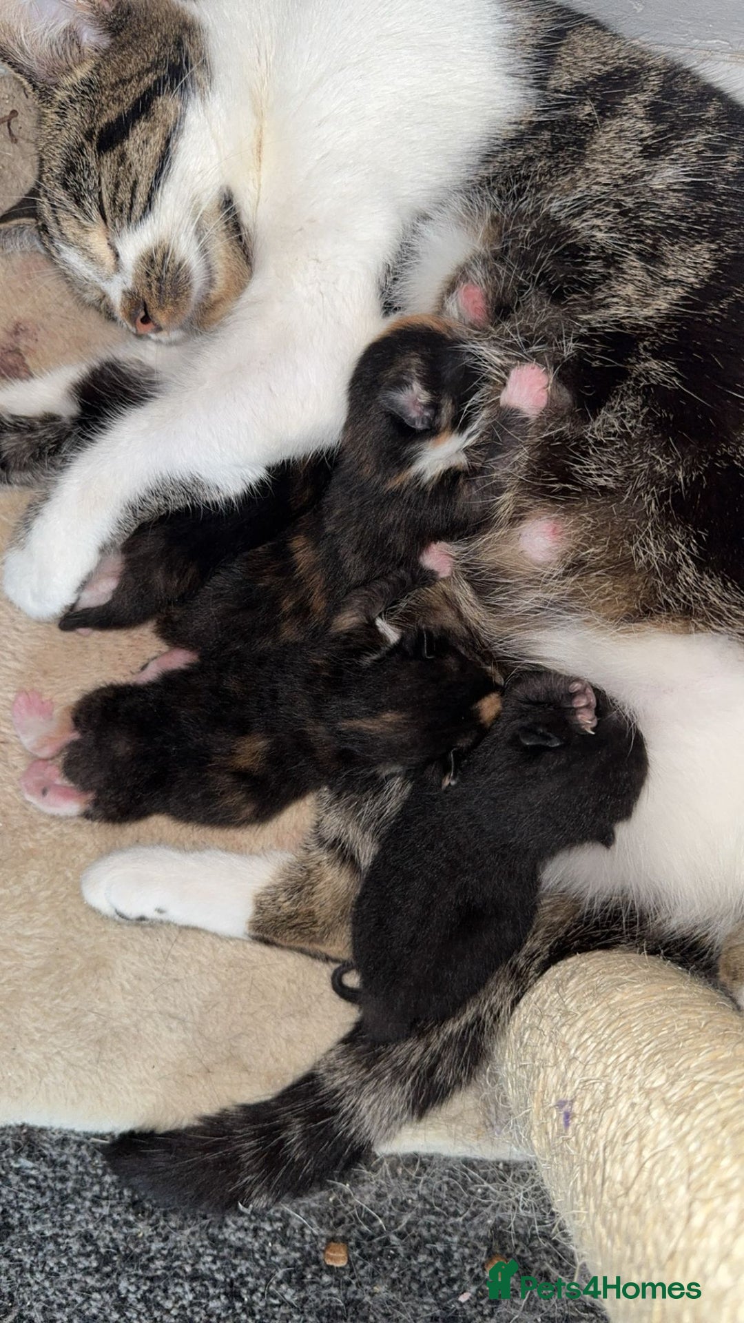Mixed Breed cats for sale: Beautiful kittens for sale - Image 7