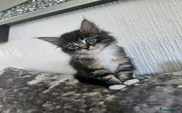 Maine Coon cats for sale: Gorgeous maincoon kittens - Image 1