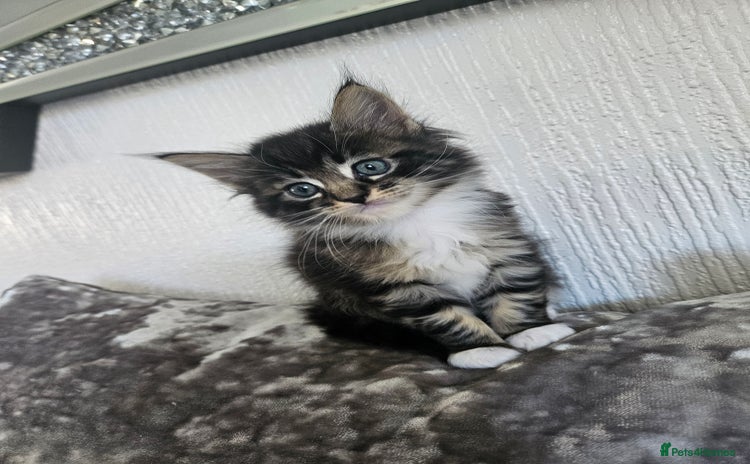 Maine Coon cats - Advert 1