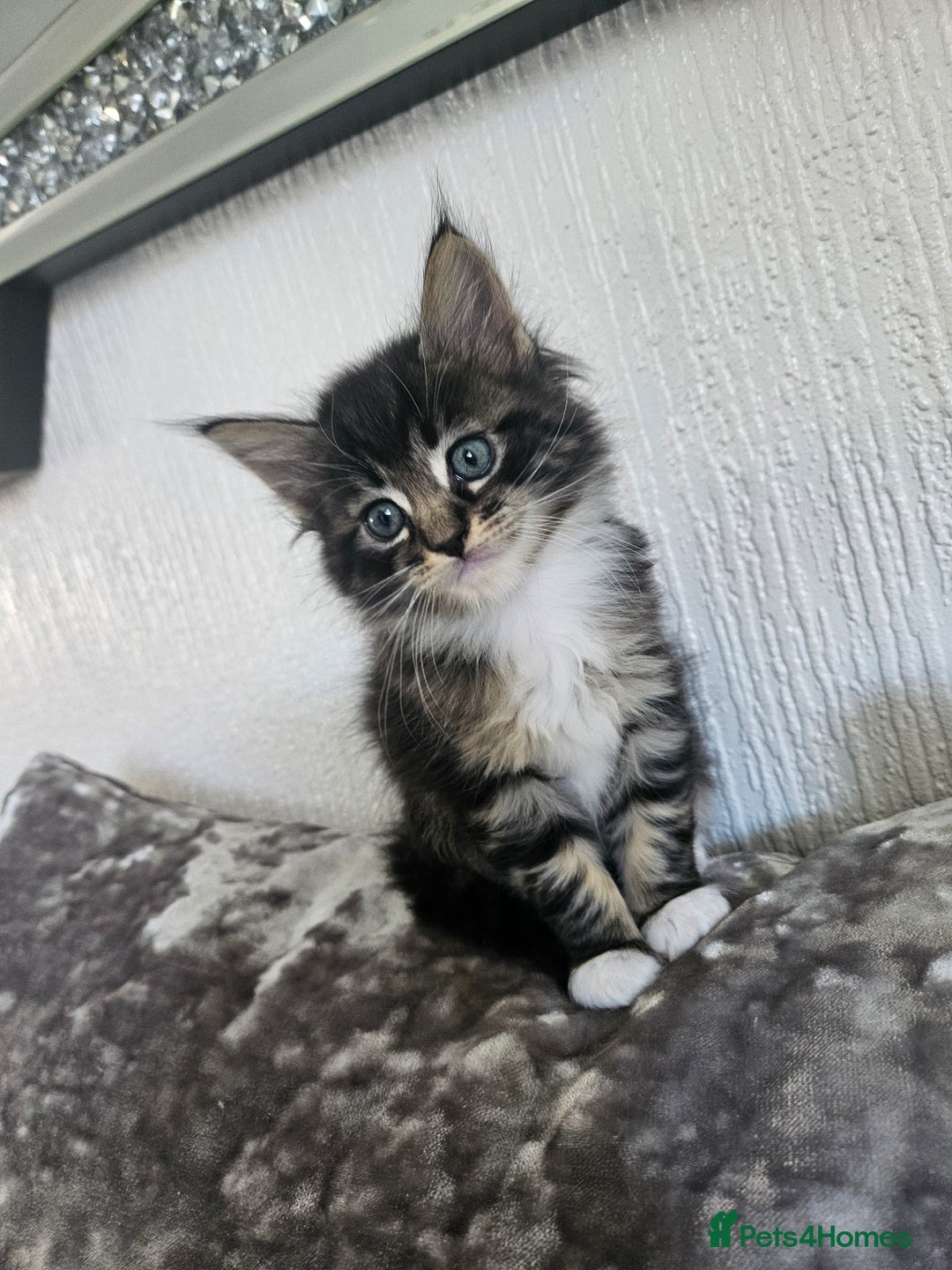 Maine Coon cats for sale: Gorgeous maincoon kittens - Image 1