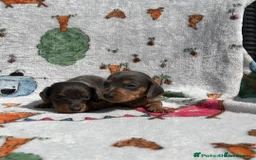 Dachshund dogs for sale: STUNNING LONG HAIRED MINIS - Image 8