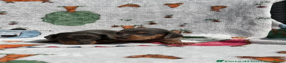 Dachshund Puppy 1