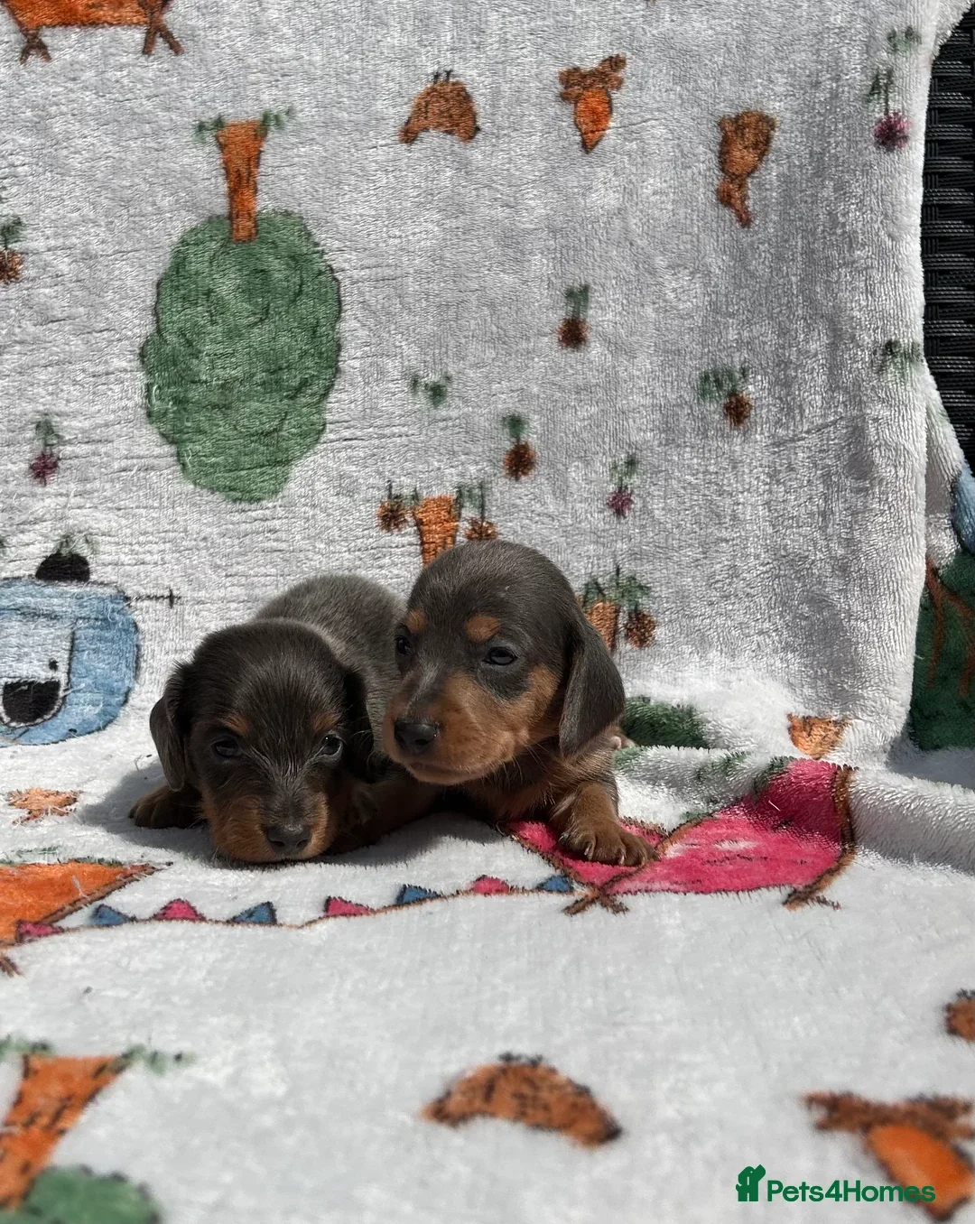 Dachshund dogs for sale: STUNNING LONG HAIRED MINIS - Image 8