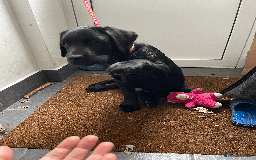 Labrador Retriever dogs for sale: Adorable Labrador Puppy-Healthy & Well-Cared-For - Image 3