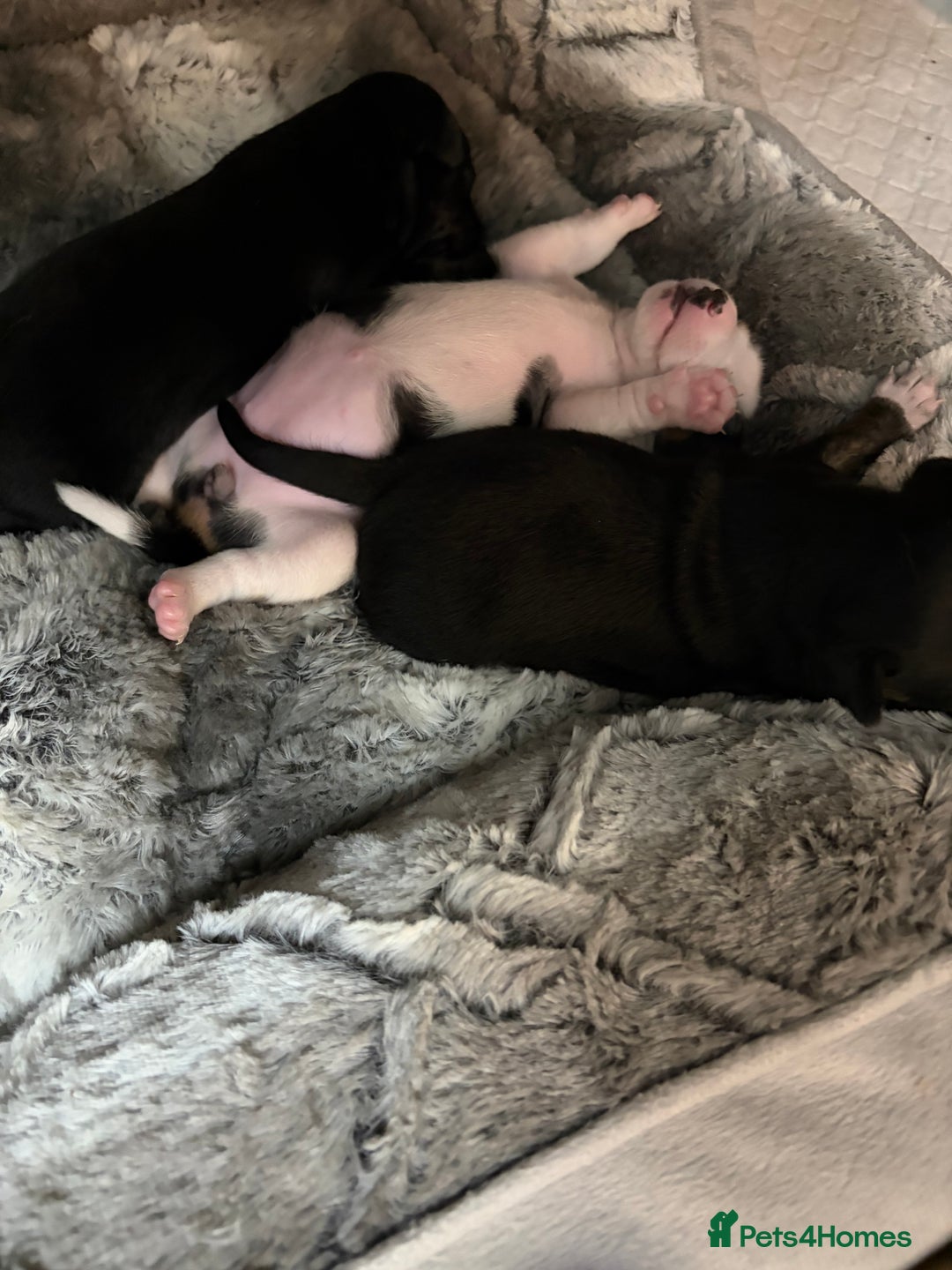 Mixed Breed dogs for sale: jackhuahua Pups - Image 13