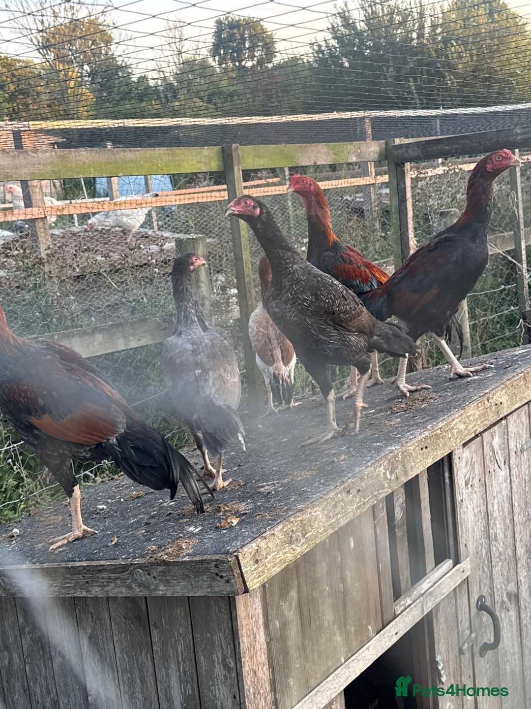 Chickens poultry for sale: Chamois hens  - Image 1